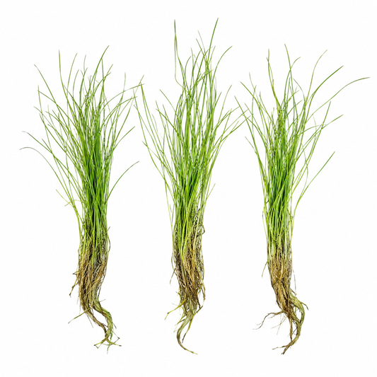 Three Dwarf Hairgrass live aquarium plant plugs on white background with loose grass-like green blades and exposed roots, freshwater carpeting plants ideal for aquascaping, shrimp tanks, nano tanks, and planted aquariums.