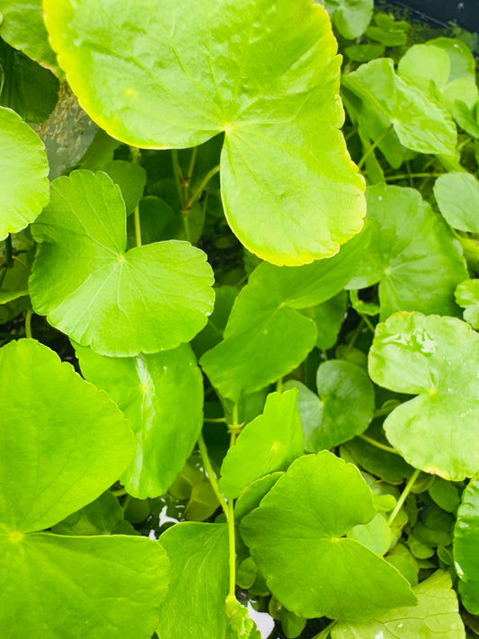 Live Hydrocotyle leucocephala pennywort aquarium plant with clusters of round green leaves, versatile for aquascaping, freshwater aquariums, shrimp tanks, and midground planting.