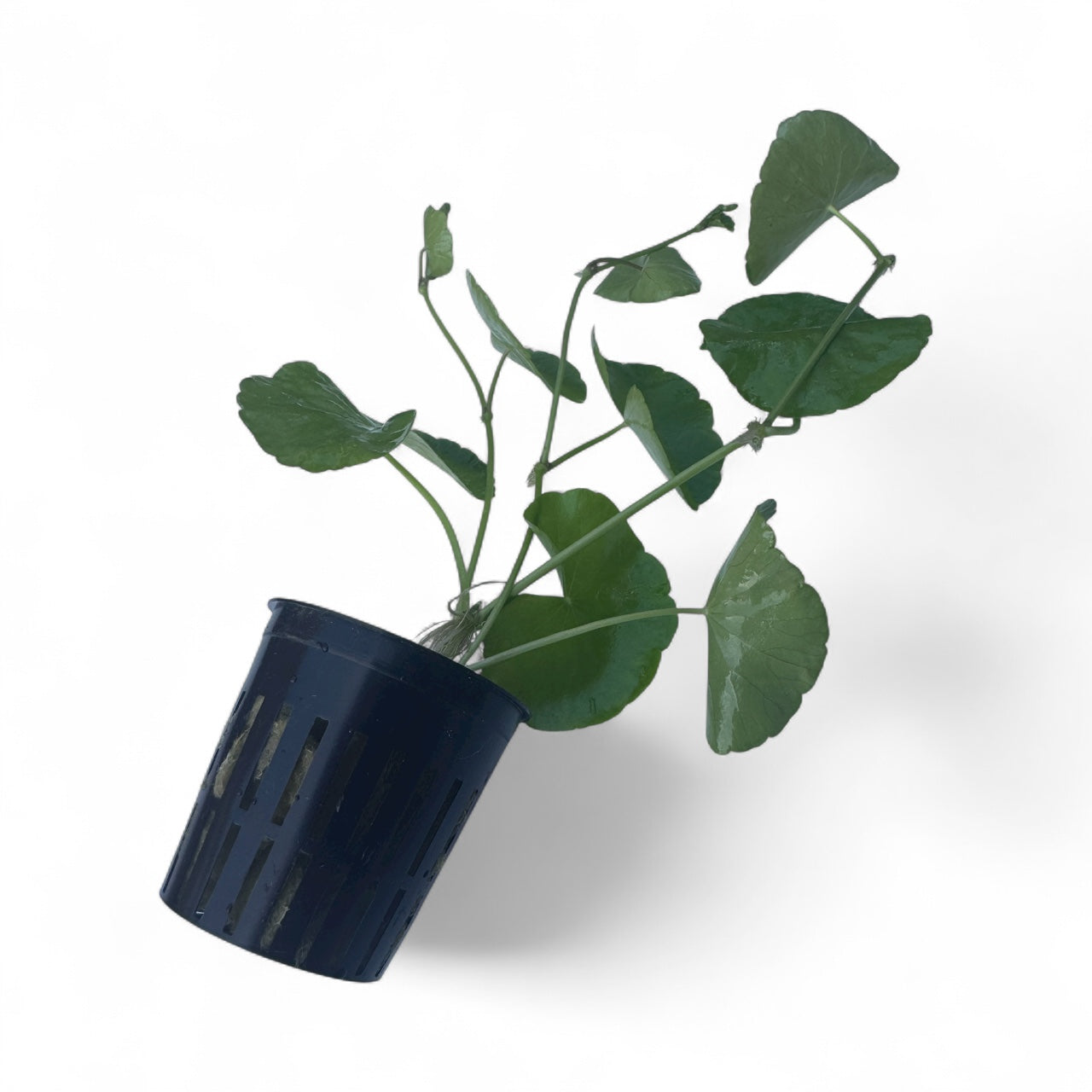 Hydrocotyle Pennywort  in a plastic pot on a white background. Background aquatic plant.