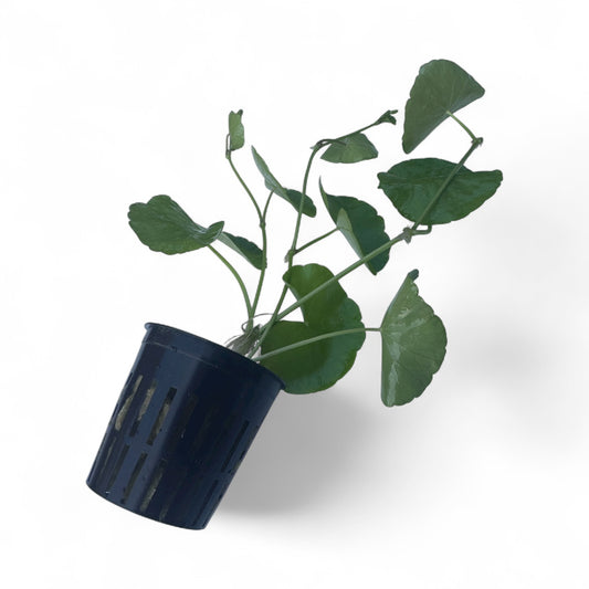 Hydrocotyle Pennywort Live Aquatic Stem Plant in a Pot