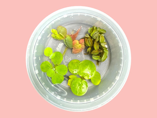 Aquarium Plant Starter Bundle – 4 Floating Plants - Red Root, Frogbit, Salvinia & Water Lettuce – Great for Shrimp and Betta