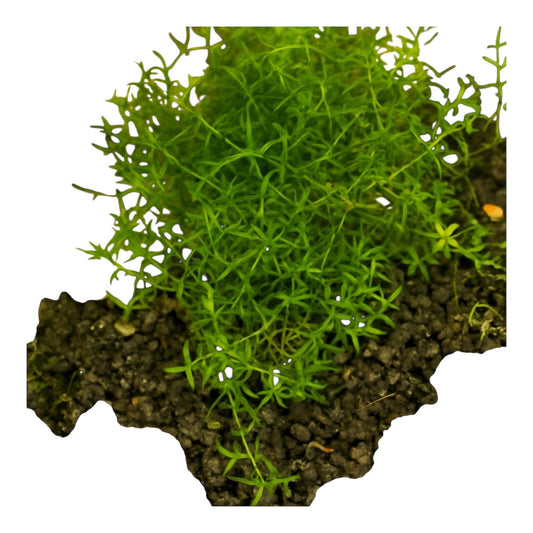 Pearl Weed Live Potted Carpeting Midground Foreground Aquarium Plant