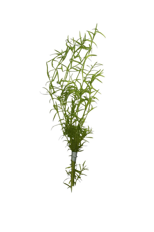 Guppy Grass (Najas) – 6-8 Weighted Stems | Live Aquarium Plant for Fish, Shrimp, & Fry