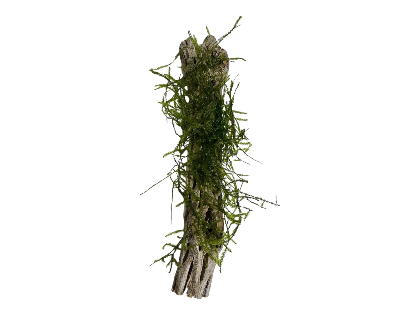 Cholla wood with moss for aquariums or terrariums and great for shrimp tanks and betta tanks on a white background