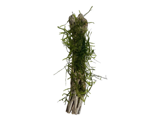 Cholla wood with moss for aquariums or terrariums and great for shrimp tanks and betta tanks on a white background
