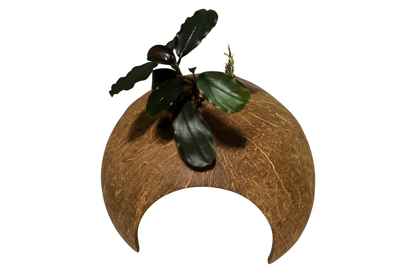 Natural Coconut Cave