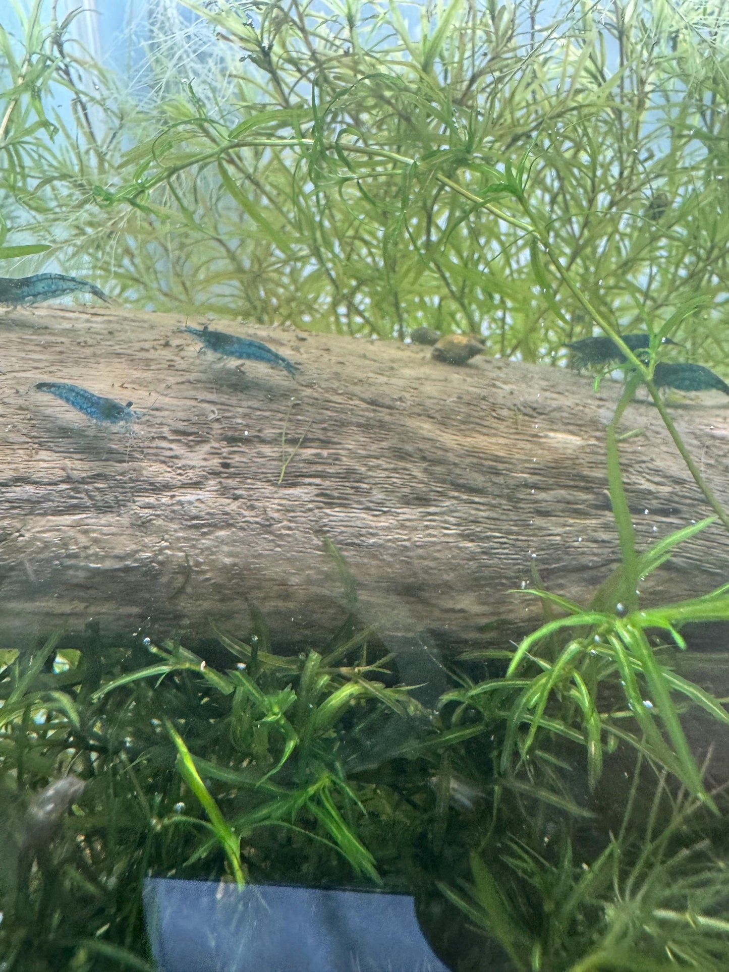 Guppy Grass (Najas) – 6-8 Weighted Stems | Live Aquarium Plant for Fish, Shrimp, & Fry