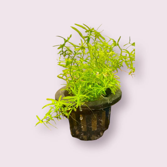 Pearl Weed Live Potted Carpeting Midground Foreground Aquarium Plant