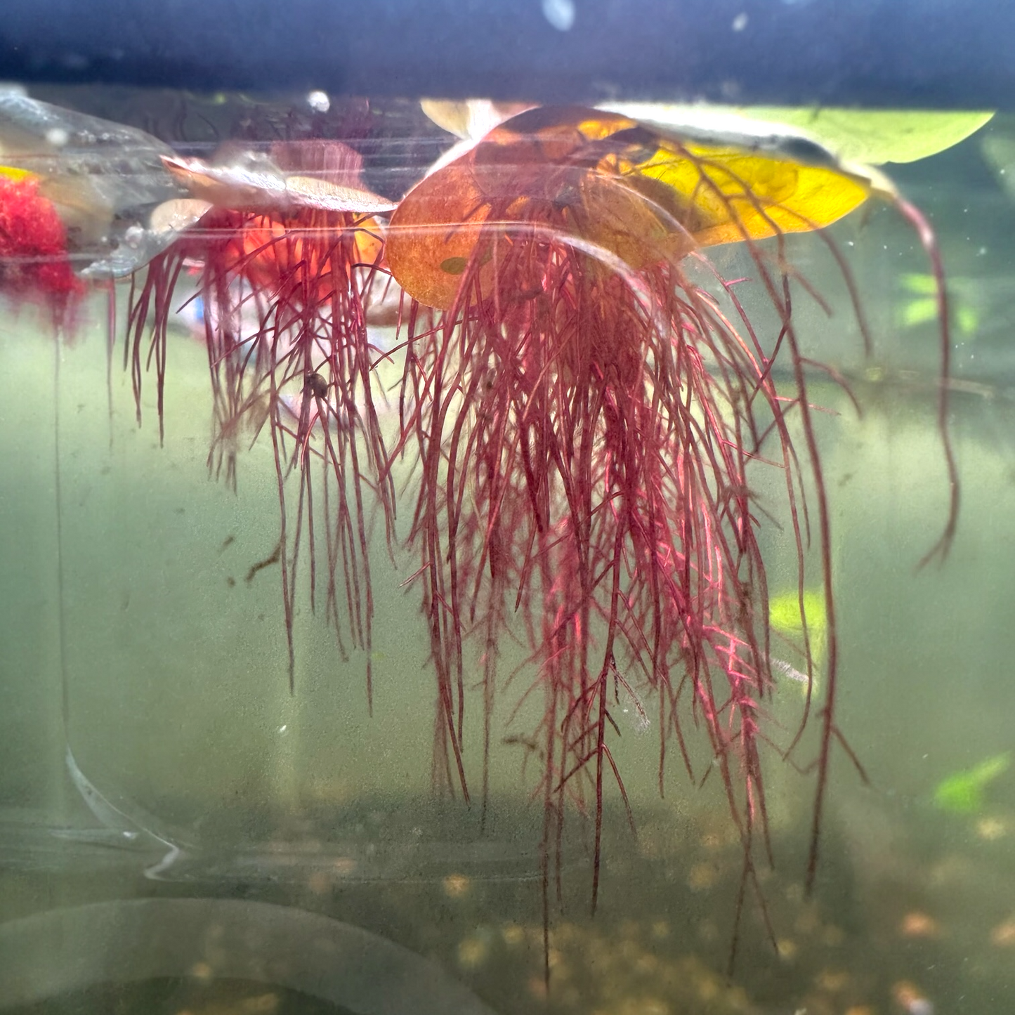 Red root floater (Phyllanthus fluitans) floating aquarium plant with vibrant red roots hanging underwater and green leaves on the surface, popular for betta tanks, shrimp tanks, and aquascaping.