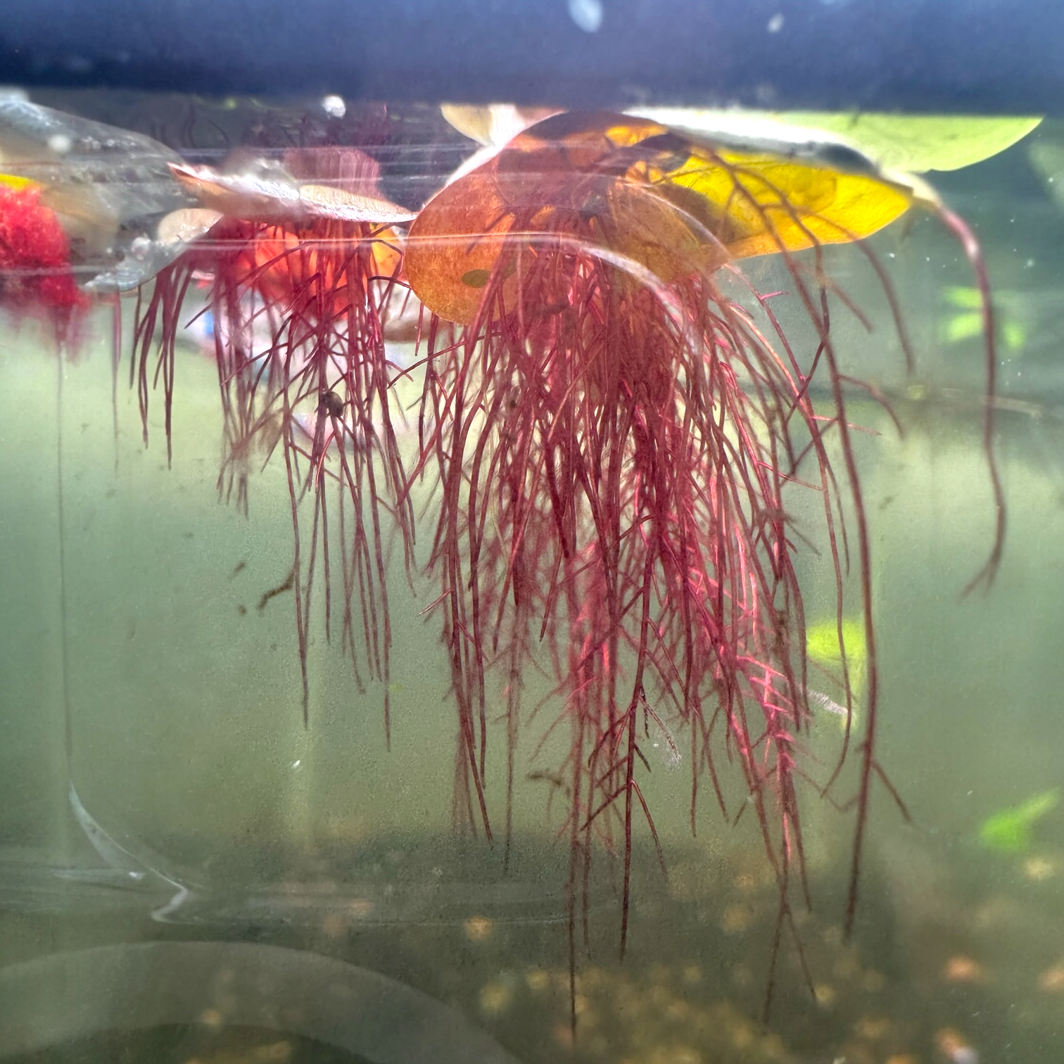 Red root floater (Phyllanthus fluitans) floating aquarium plant with vibrant red roots hanging underwater and green leaves on the surface, popular for betta tanks, shrimp tanks, and aquascaping.