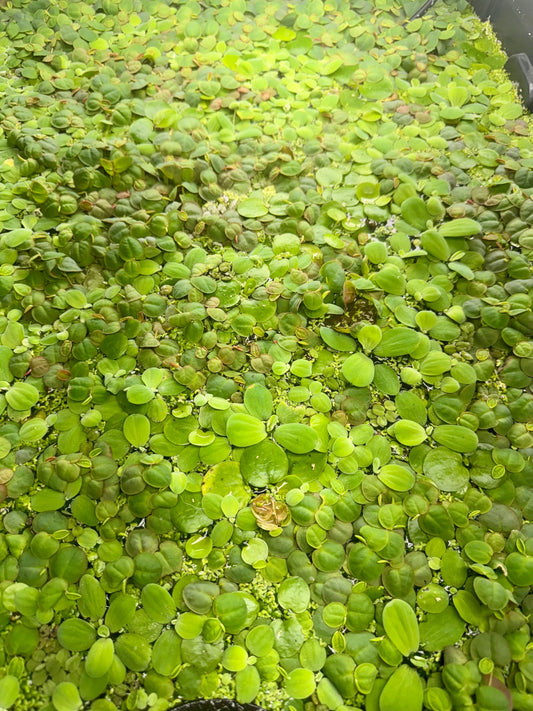 Ultimate Floating Plant Bundle – Red Root Floater, Water Lettuce, Frogbit, Salvinia and Duckweed - Live Aquarium and Pond Plants