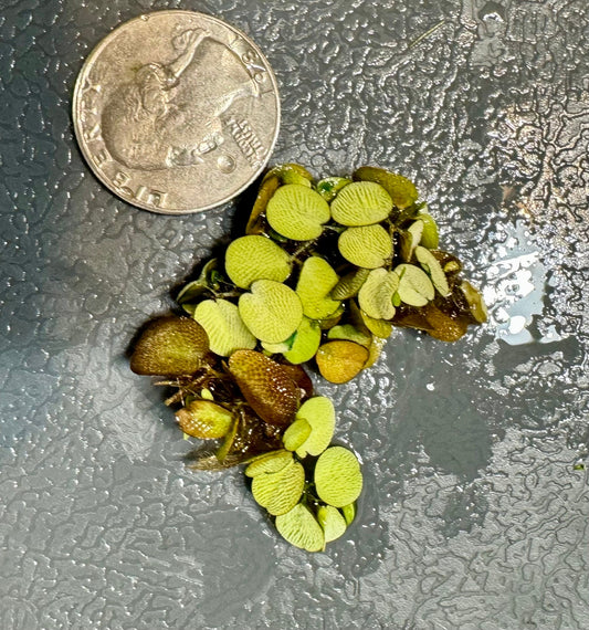 Aquarium Plant Starter Bundle – 4 Floating Plants - Red Root, Frogbit, Salvinia & Water Lettuce – Great for Shrimp and Betta