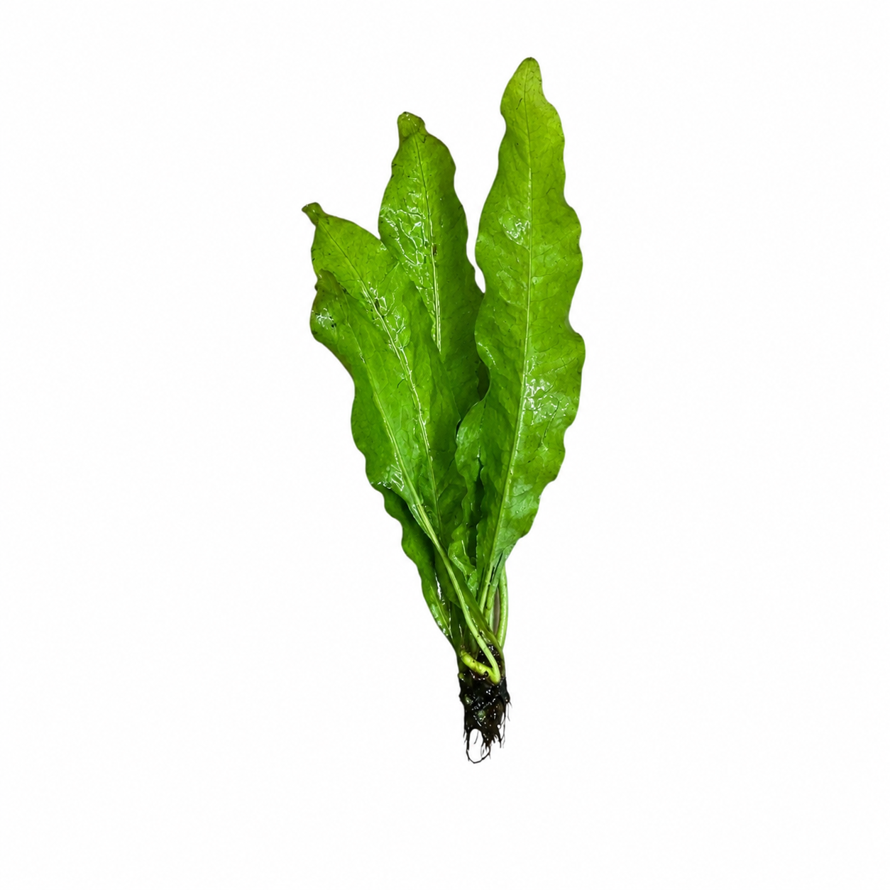 Java Fern bare root aquarium plant on white background with long textured green leaves and exposed roots, hardy low light freshwater aquatic plant for betta tanks, shrimp tanks, aquascaping, and planted aquariums.