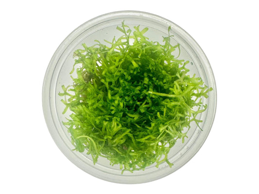 Riccia fluitans, also known as Crystalwort, is a versatile and attractive floating plant perfect for aquariums, paludariums, and terrariums.