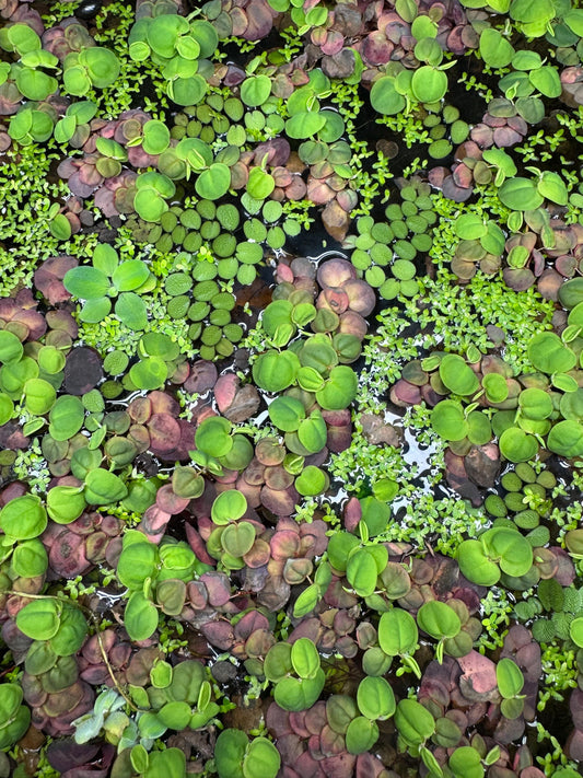 Floating Plant Mix – Red Root Floater, Salvinia and Duckweed | Live Aquarium & Pond Plants for Bettas and Beginners