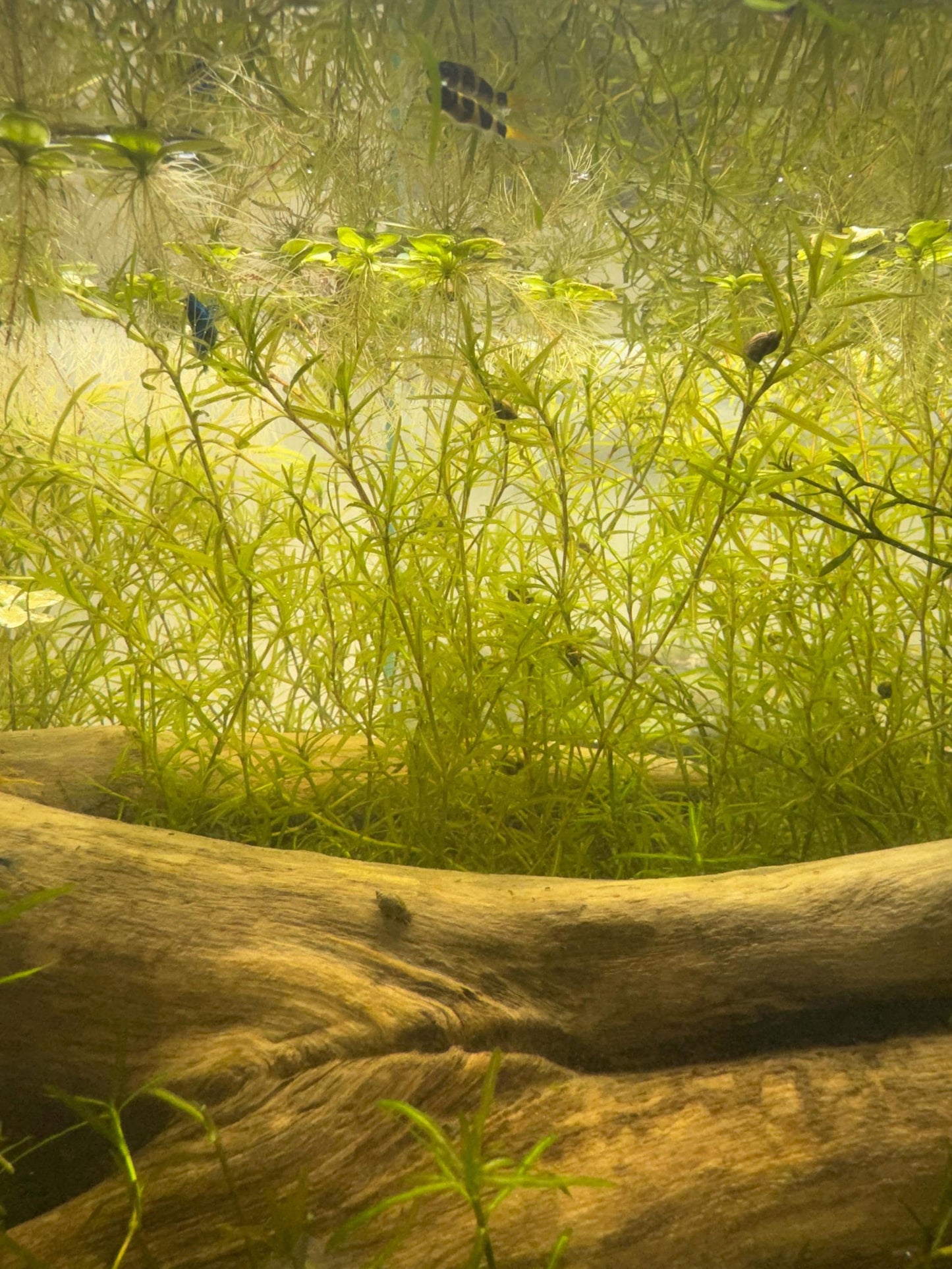 Guppy Grass (Najas) – 6-8 Weighted Stems | Live Aquarium Plant for Fish, Shrimp, & Fry