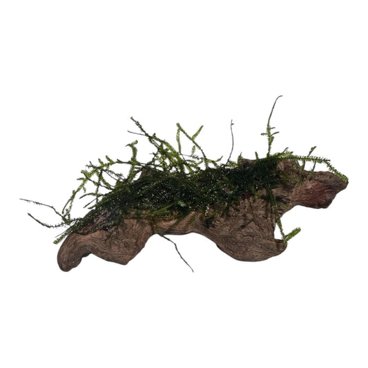 Coral Driftwood with Moss for Aquariums - 3-5in - Natural Hardscape for Aquascaping, Planted Tanks, Shrimp, Nano Tanks