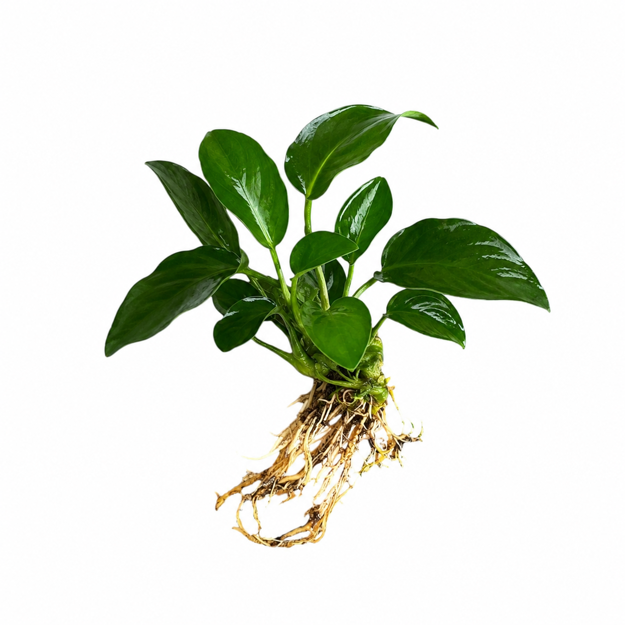 Anubias Nana bare root aquarium plant on white background with healthy dark green leaves and exposed roots, low light freshwater aquatic plant ideal for betta tanks, shrimp tanks, aquascaping, and planted aquariums.