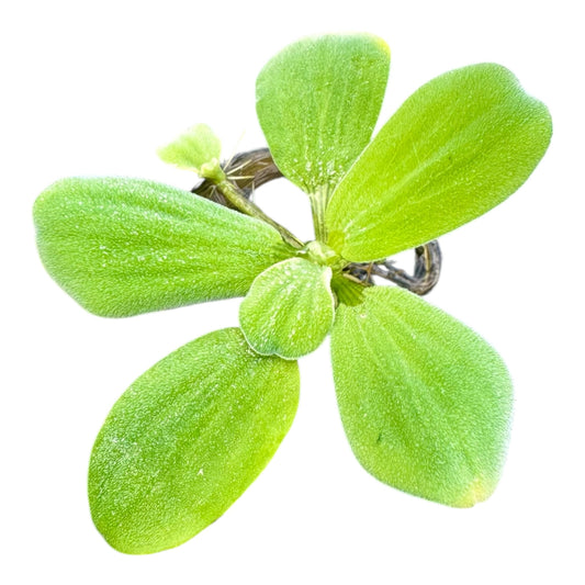 Dwarf Water Lettuce Bundle, ( 6 Pack ) Live Floating Aquarium and Pond Plants