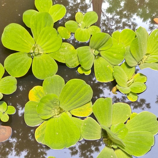 Cluster of live water lettuce (Pistia stratiotes) floating on water, bright green rosettes with soft velvety leaves, perfect floating plant for freshwater aquariums, betta fish tanks, and ponds