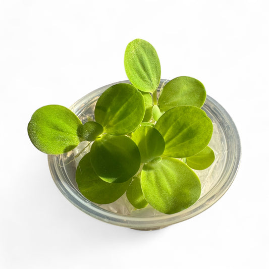 Live water lettuce aquarium floating plant (Pistia stratiotes) in deli cup, bright green rosettes with soft velvety leaves, perfect for freshwater aquariums, betta tanks, shrimp tanks, and natural filtration.