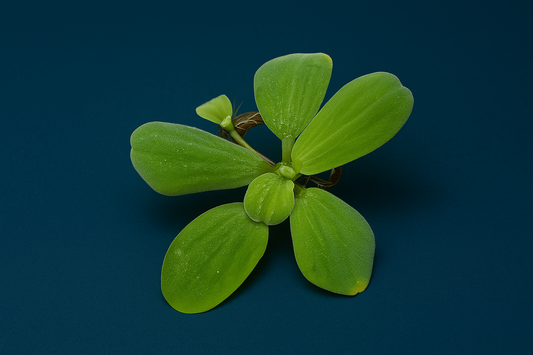 Dwarf Water Lettuce Bundle, ( 6 Pack ) Live Floating Aquarium and Pond Plants