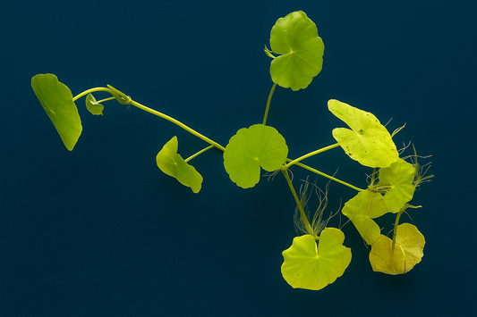 A vibrant strand of Hydrocotyle leucocephala (Brazilian Pennywort) with round, bright green leaves and visible roots, displayed against an ocean blue matte background.