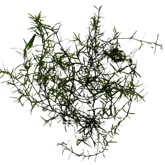 A cluster of Guppy Grass (Najas guadalupensis) with thin, feathery green stems and narrow leaves, isolated on a white background.