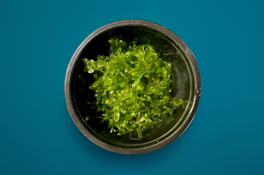 Subwassertang Moss Golf Ball Size Round Pellia Loma Fern Live Aquatic Floating or Forefround Plant