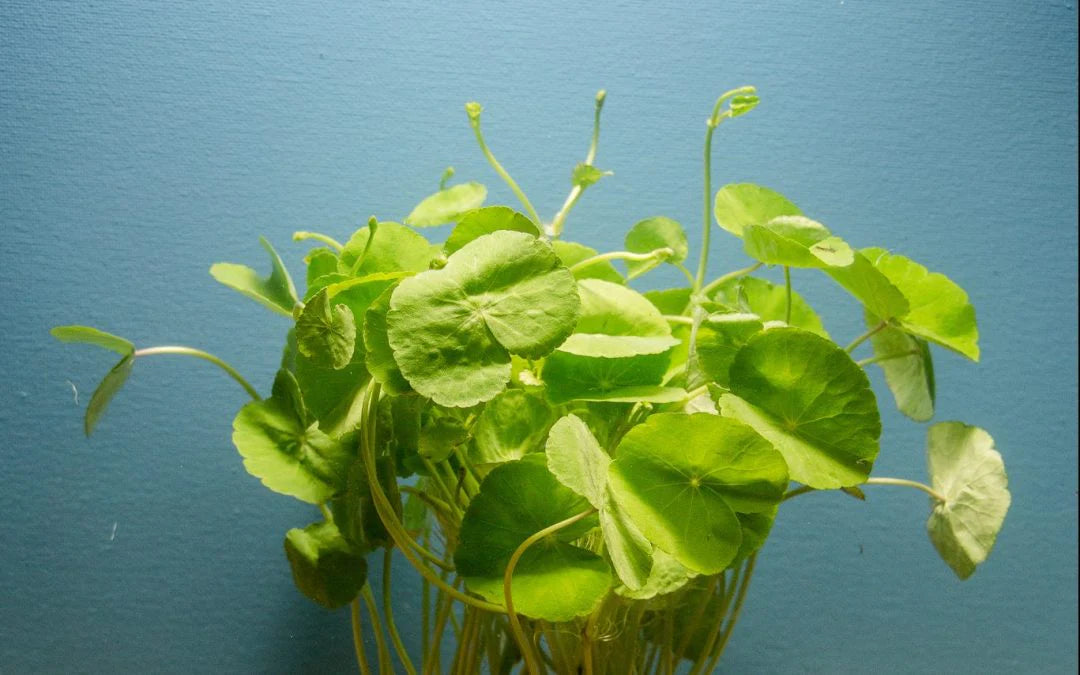     Brazilian pennywort live aquarium plant against blue background, healthy Hydrocotyle stems with vibrant circular leaves, fast-growing aquatic plant for freshwater aquascaping and community tanks.