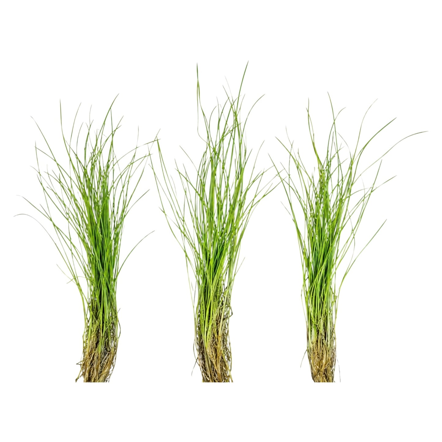 “Dwarf Hair Grass (Eleocharis acicularis) aquarium plants with healthy green blades and visible roots, shown as three separate plant portions on a clean white background.