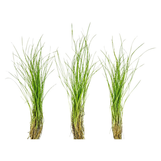 “Dwarf Hair Grass (Eleocharis acicularis) aquarium plants with healthy green blades and visible roots, shown as three separate plant portions on a clean white background.