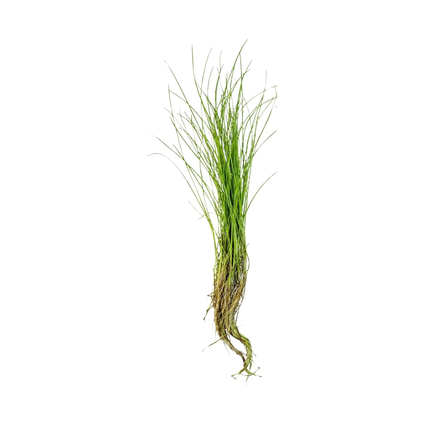 Single Dwarf Hair Grass (Eleocharis acicularis) aquarium plant with fine grass-like green leaves and established roots, isolated on a white background, ready for freshwater aquarium planting.