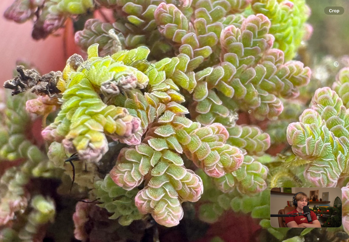 Extreme macro close-up of Azolla fairy moss showing tightly packed, overlapping scale-like leaves in bright green with soft pink edges, highlighting the intricate fern texture of this floating aquatic plant.