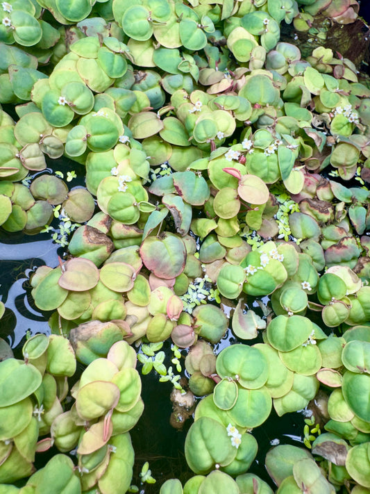 Red Root Floater with some Duckweed Live Aquarium Floating Plant. Large Amount in 8 oz Deli Cup. Snails possibly included.