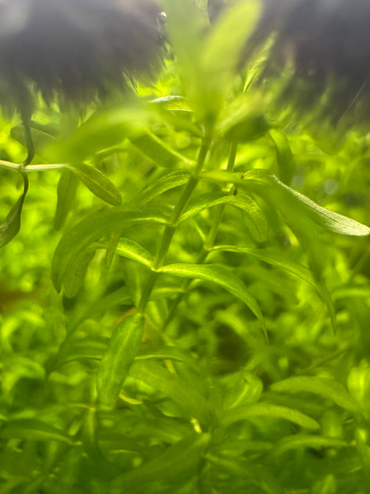 Close-up view of vibrant green Pearl Weed (Hemianthus micranthemoides) growing densely underwater. The image highlights its small, narrow leaves and delicate stems, commonly used as a carpeting or midground plant in freshwater aquariums.