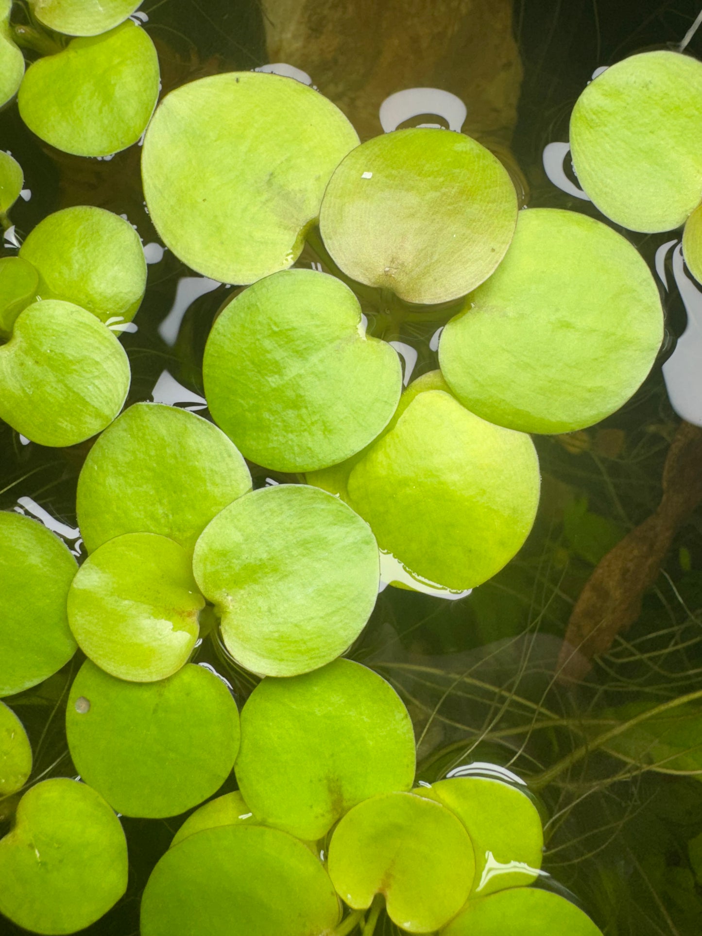 Amazon Frogbit  5 Pack