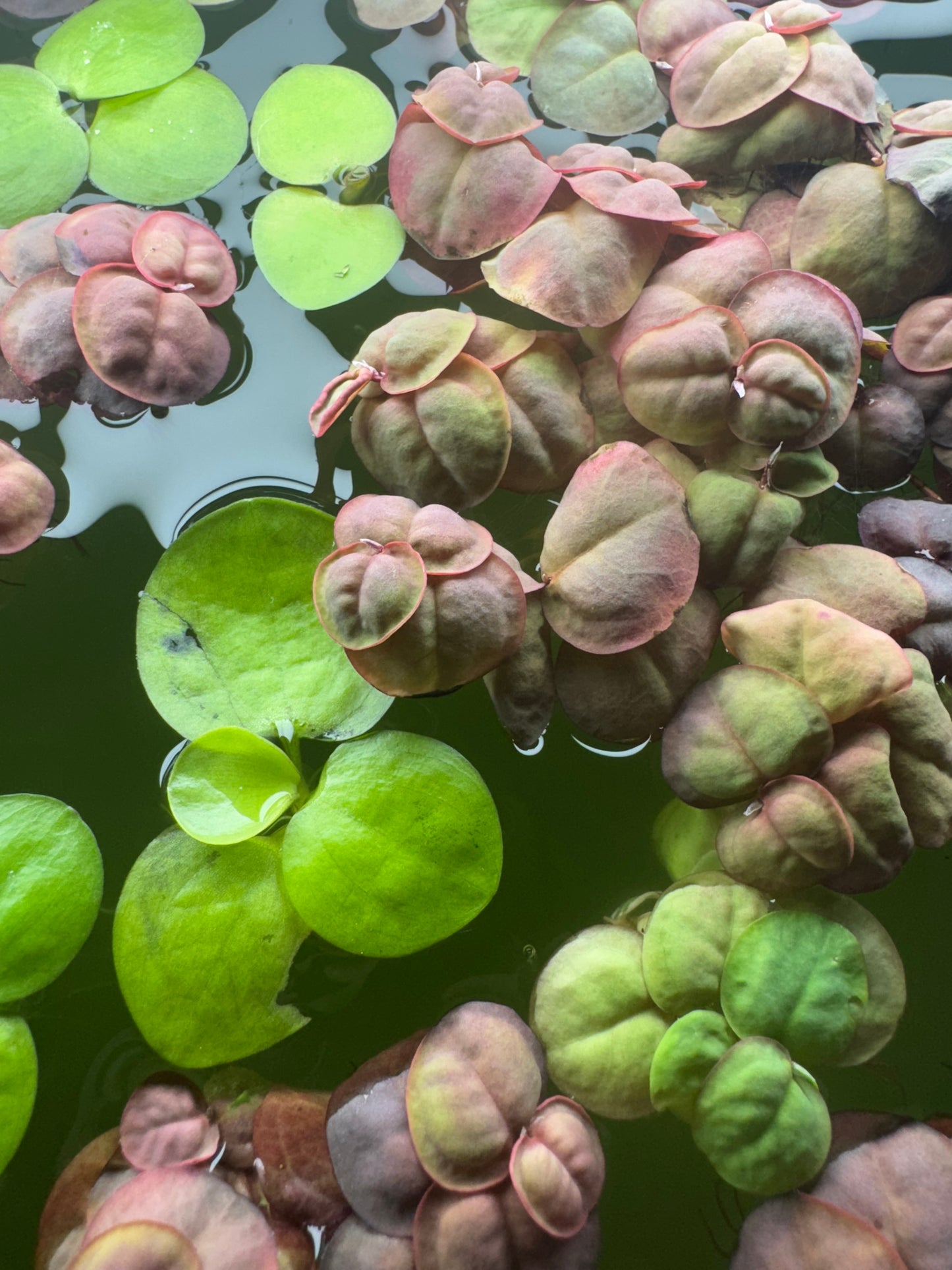 Top view of Amazon Frogbit and Red Root Floater plants mixed together on the water’s surface. The image shows bright green round Frogbit leaves alongside the reddish-green, textured leaves of Red Root Floaters, creating a colorful floating plant combination.