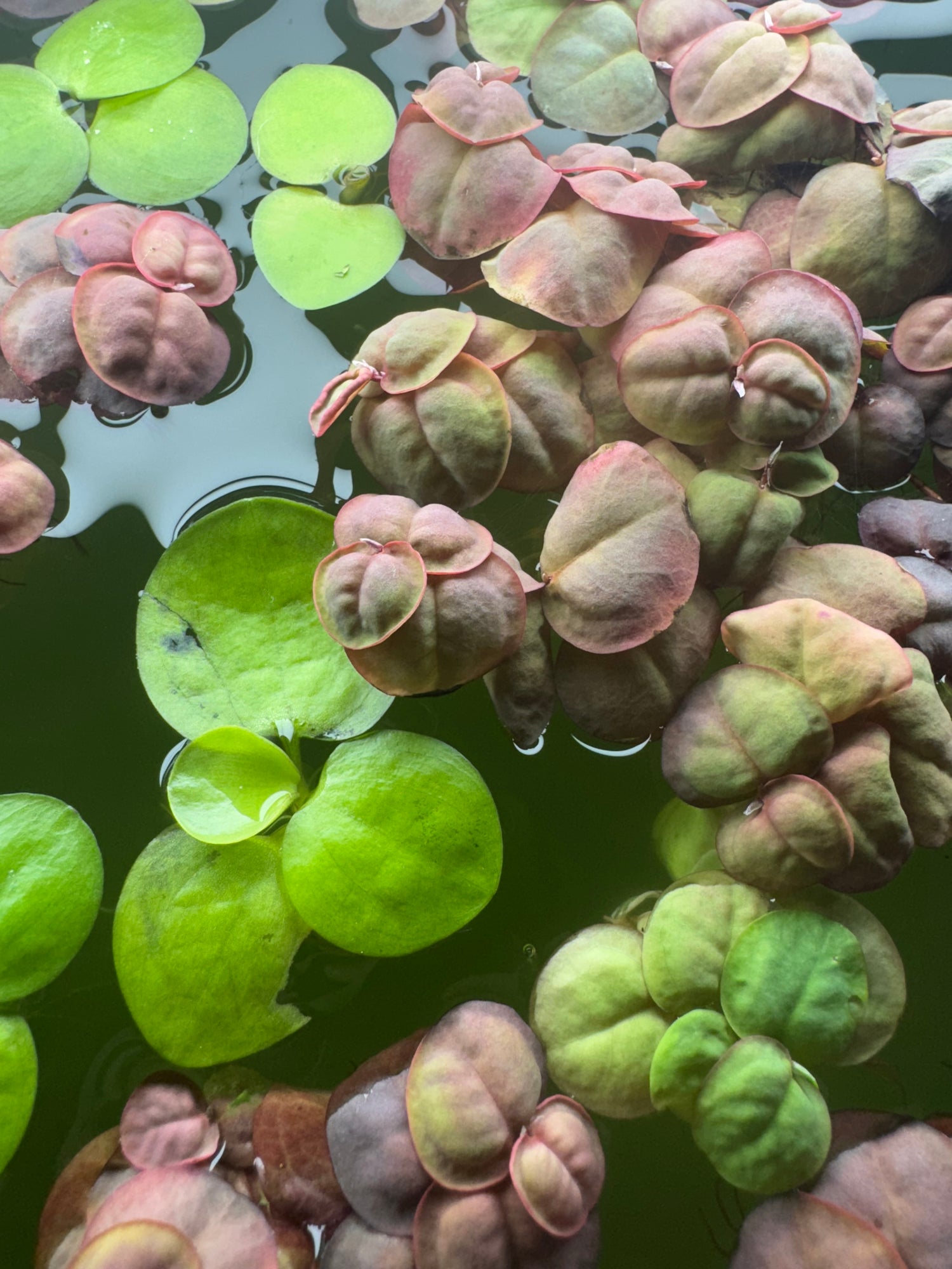 Top view of Amazon Frogbit and Red Root Floater plants mixed together on the water’s surface. The image shows bright green round Frogbit leaves alongside the reddish-green, textured leaves of Red Root Floaters, creating a colorful floating plant combination.