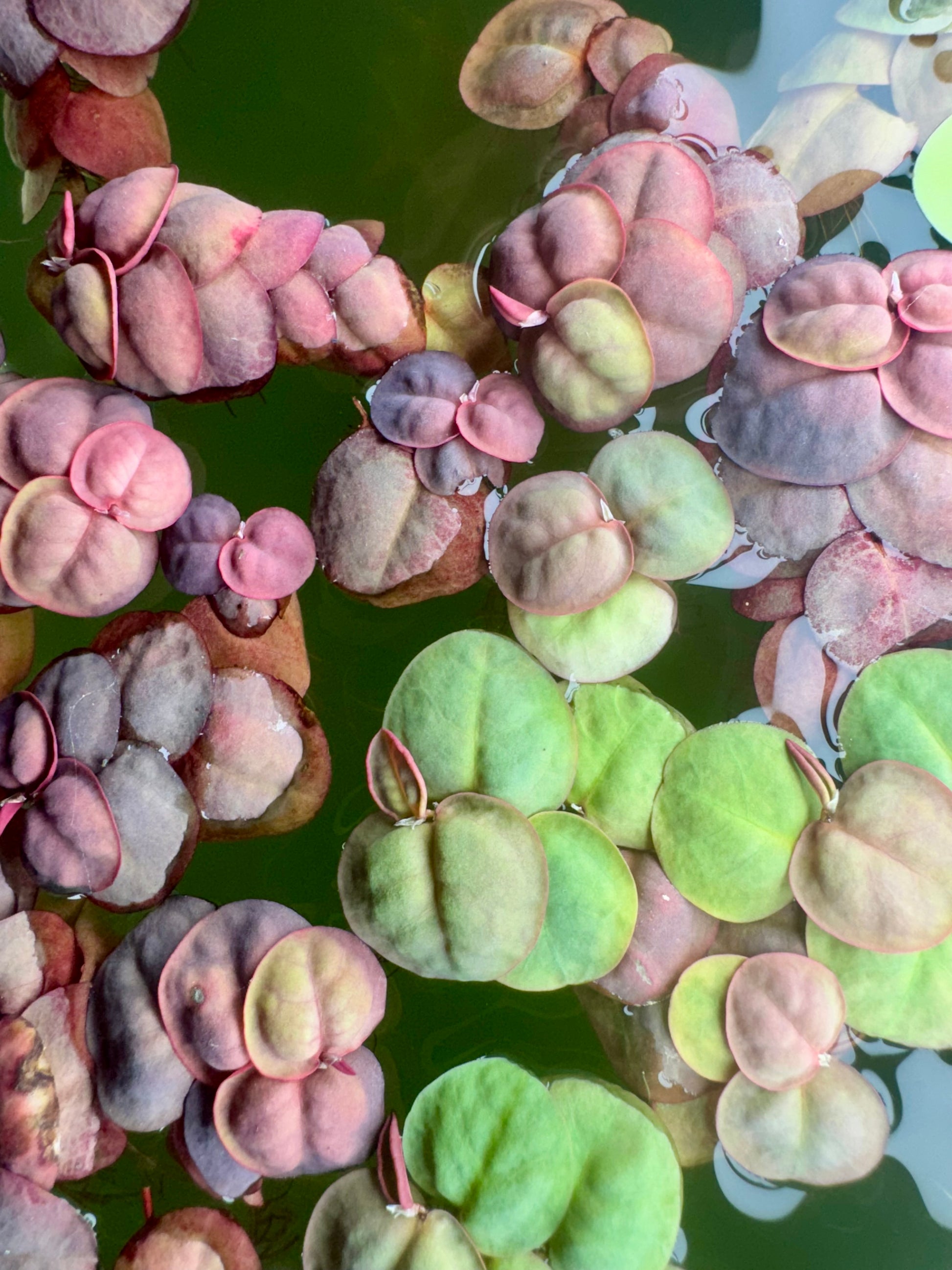 Top view of Amazon Frogbit and Red Root Floater plants mixed together on the water’s surface. The image shows bright green round Frogbit leaves alongside the reddish-green, textured leaves of Red Root Floaters, creating a colorful floating plant combination.