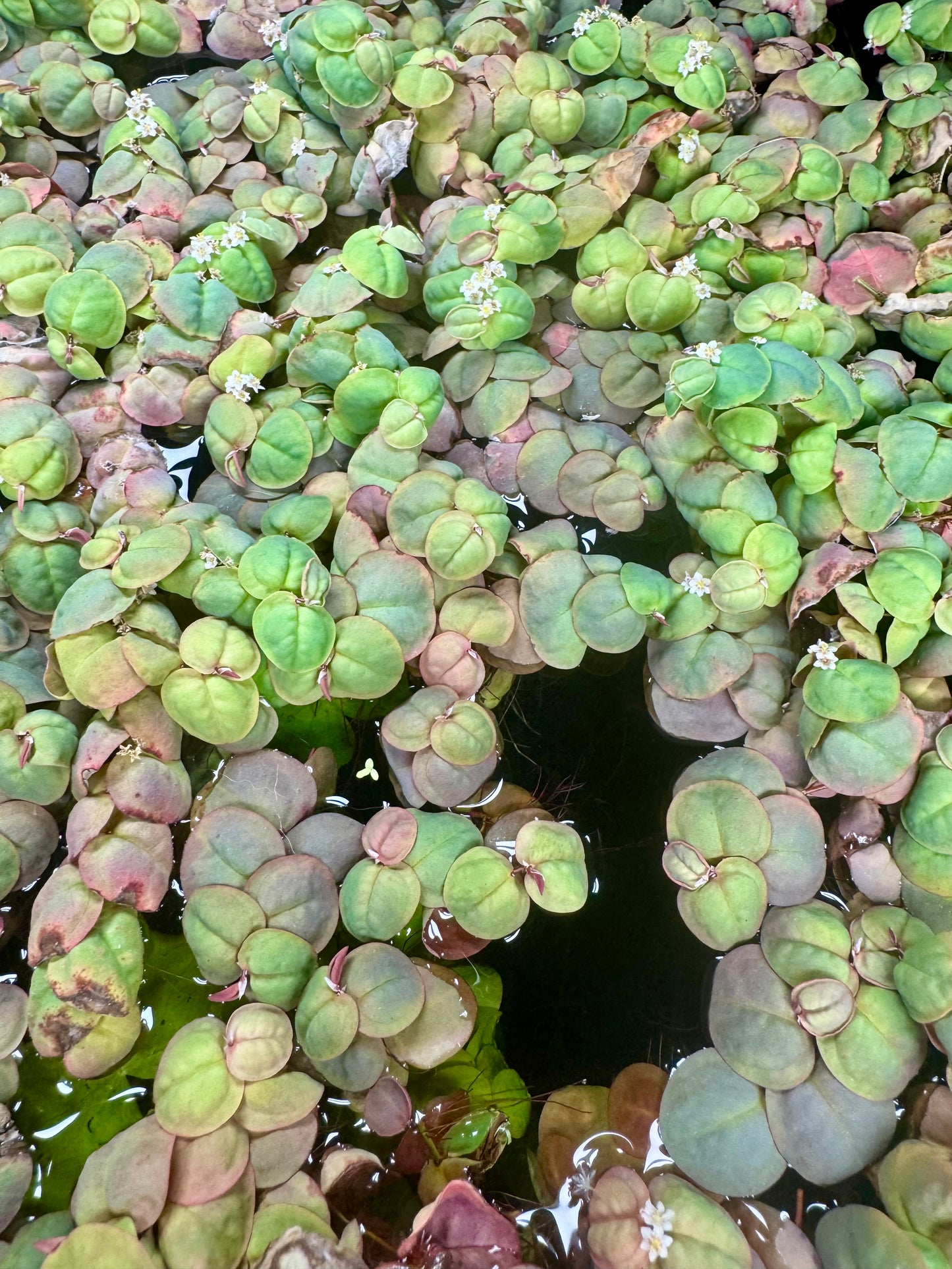 Top view of Red Root Floater plants covering the water’s surface, showing clusters of rounded green and reddish leaves with small white flowers. The floating foliage displays vibrant color variation and dense growth typical of this popular aquarium plant.