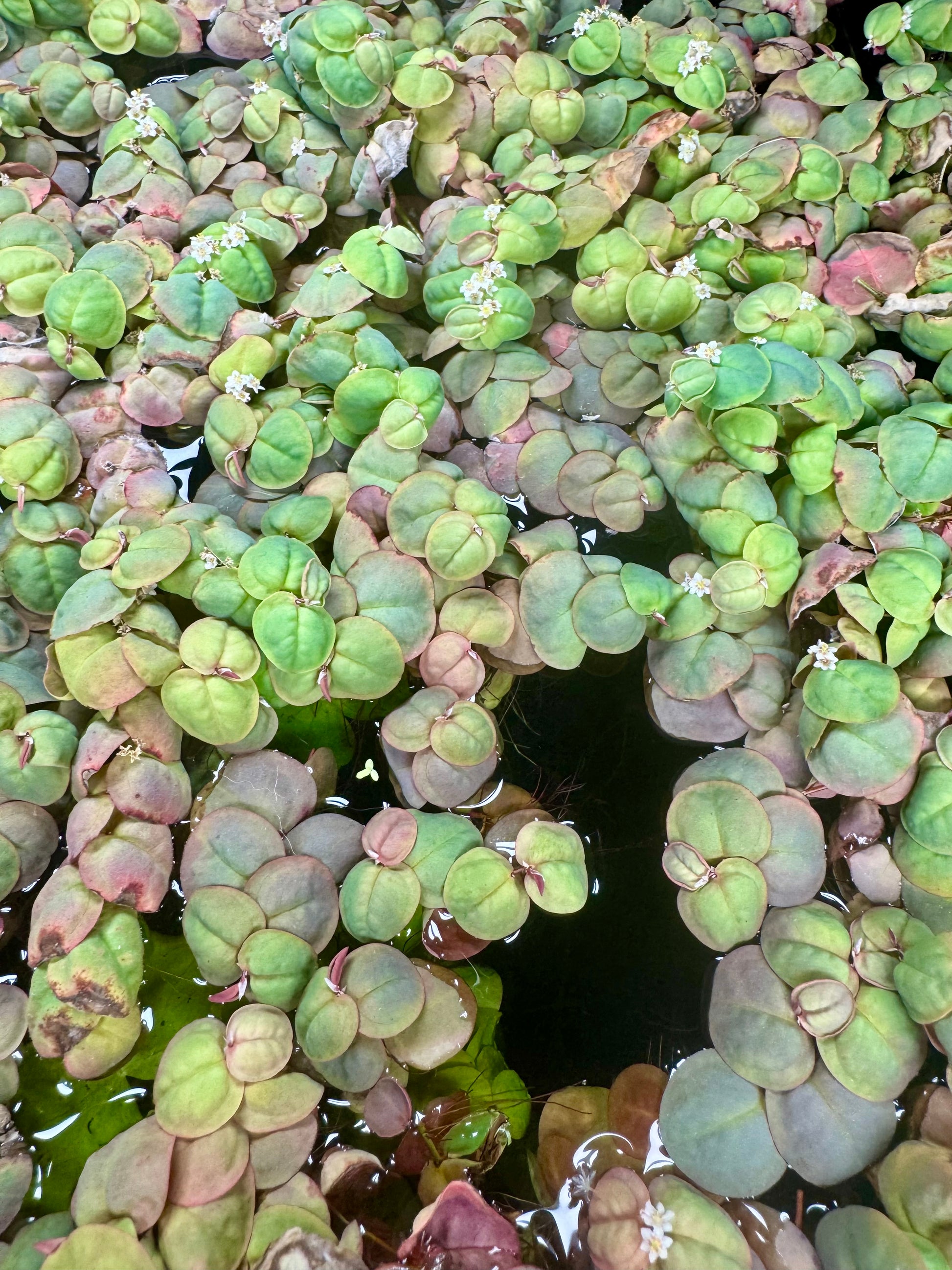 Top view of Red Root Floater plants covering the water’s surface, showing clusters of rounded green and reddish leaves with small white flowers. The floating foliage displays vibrant color variation and dense growth typical of this popular aquarium plant.