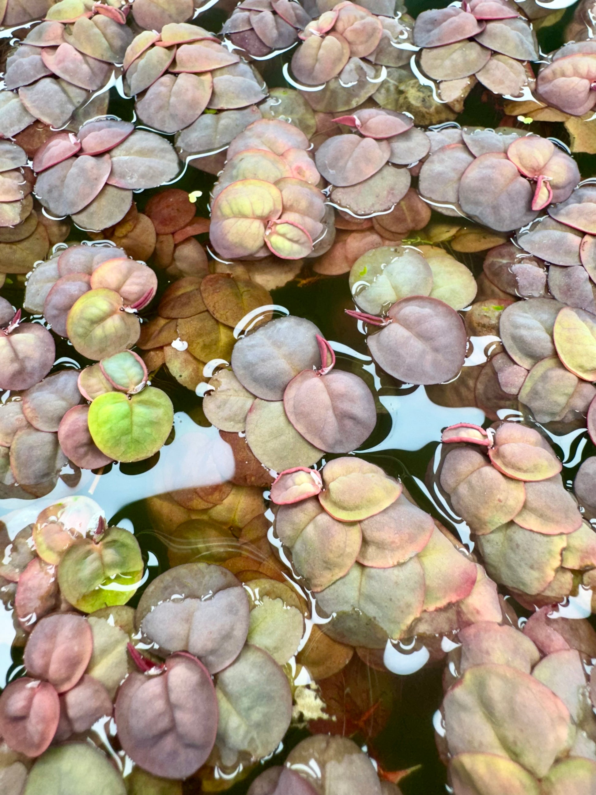 Close-up top view of Red Root Floater plants on the water’s surface, featuring rounded leaves with shades of red, pink, and green. The floating foliage shows the plant’s signature coloration and soft texture under natural light.