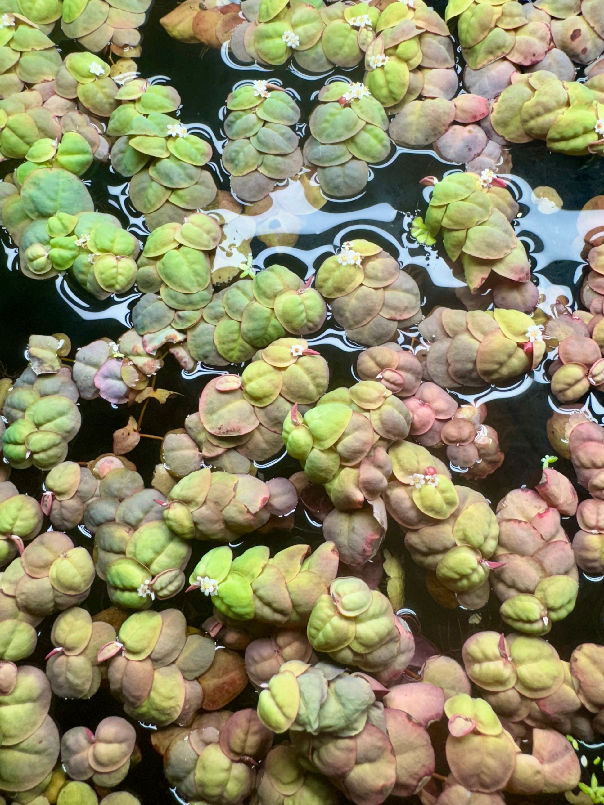 Top view of Red Root Floater plants covering the water’s surface, displaying rounded leaves in shades of green, pink, and red with small white flowers. The image highlights the plant’s vibrant color variation and lush floating growth.
