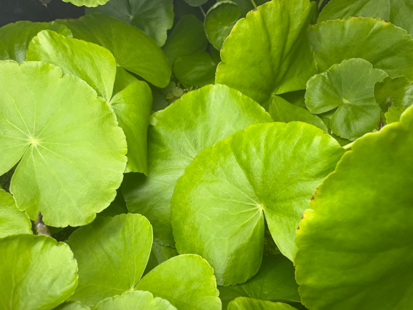 Close-up view of Hydrocotyle Pennywort leaves showing their round, bright green shape and smooth texture. The dense cluster highlights the plant’s healthy growth, ideal for aquariums, terrariums, or aquascaping setups.