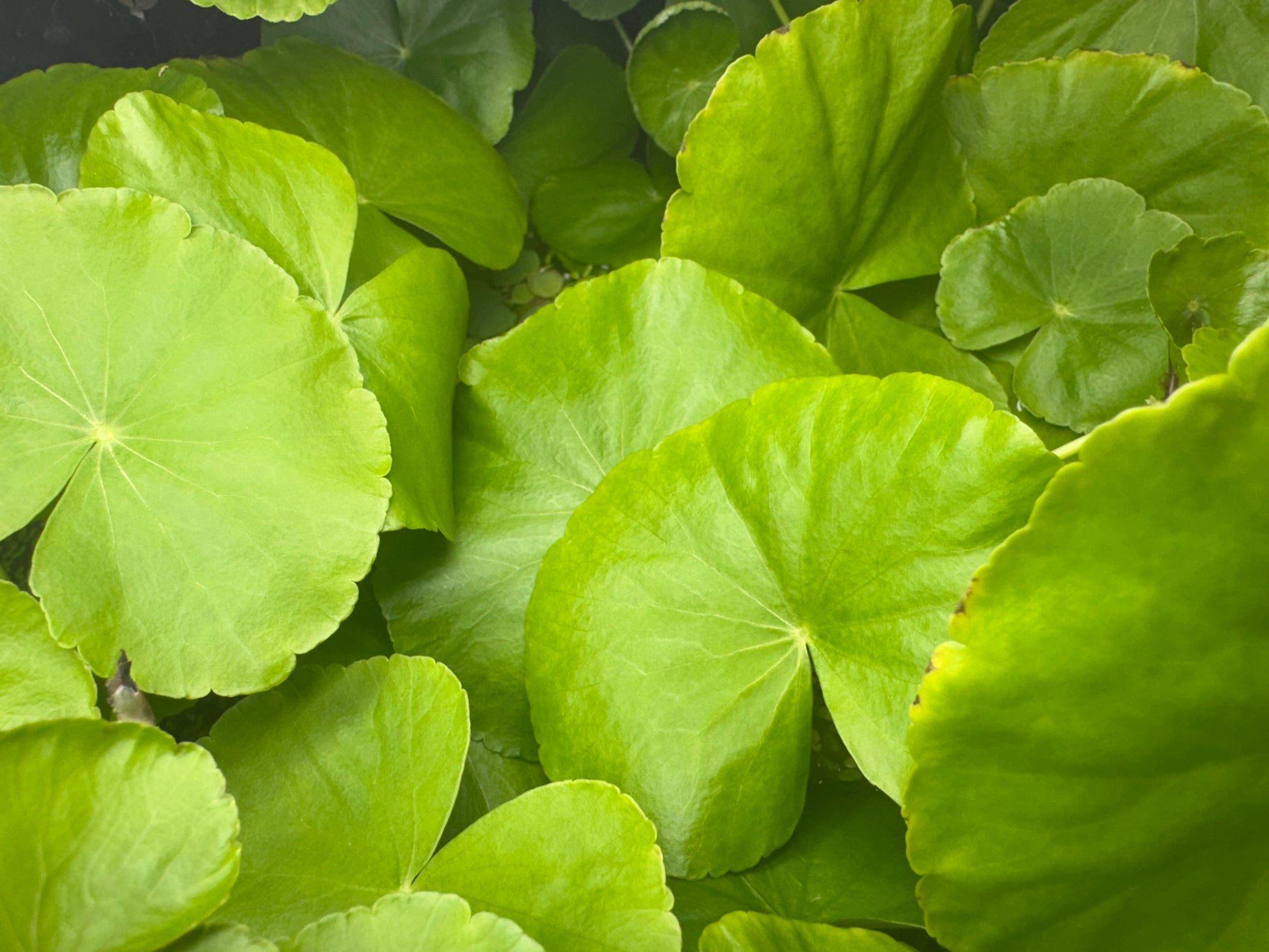Close-up view of Hydrocotyle Pennywort leaves showing their round, bright green shape and smooth texture. The dense cluster highlights the plant’s healthy growth, ideal for aquariums, terrariums, or aquascaping setups.