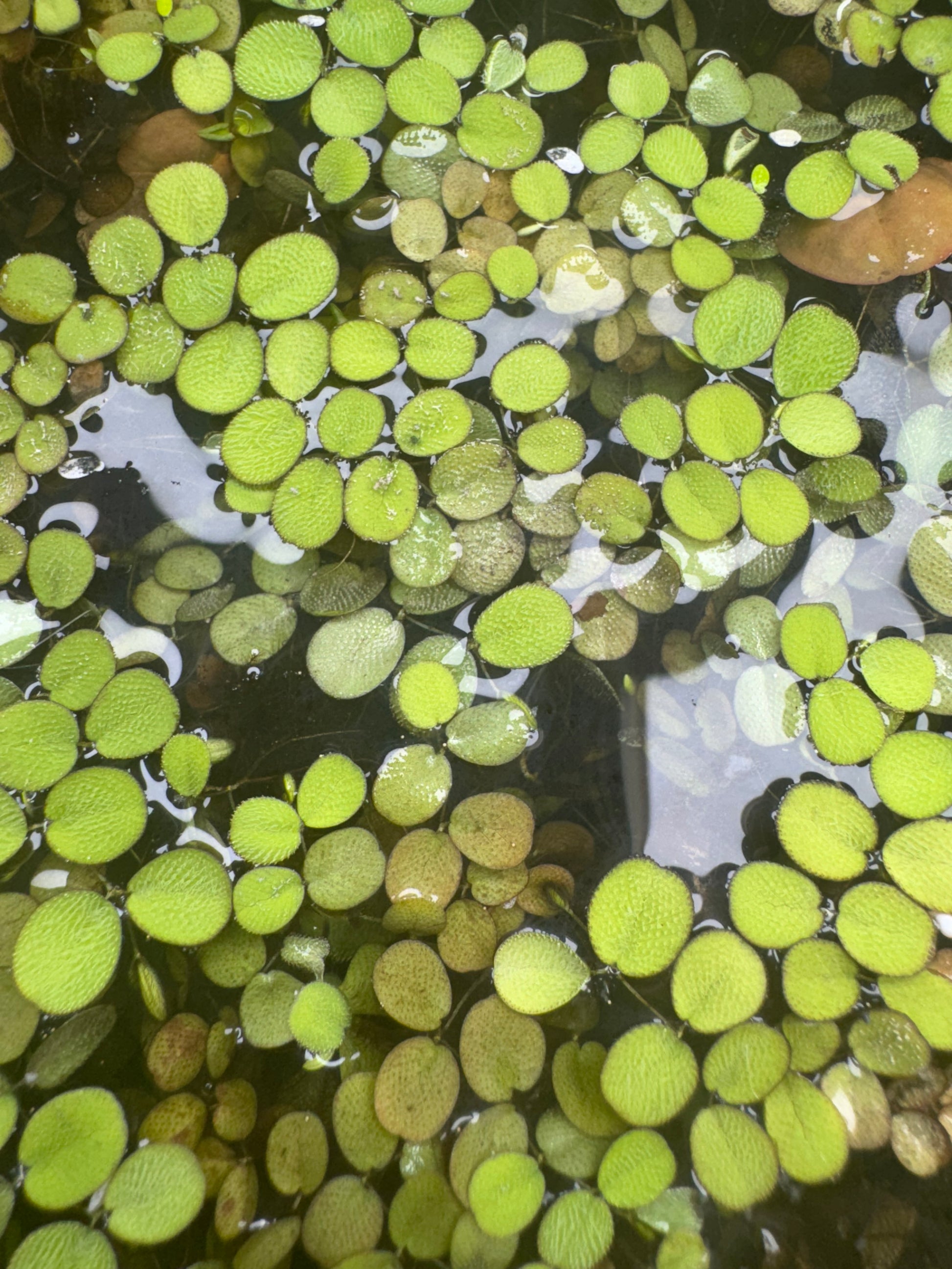 Close-up top view of Salvinia floating on water, showing its oval, textured green leaves forming a dense mat. The small overlapping leaves highlight the plant’s natural detail and vibrant color, ideal for aquariums or ponds.
