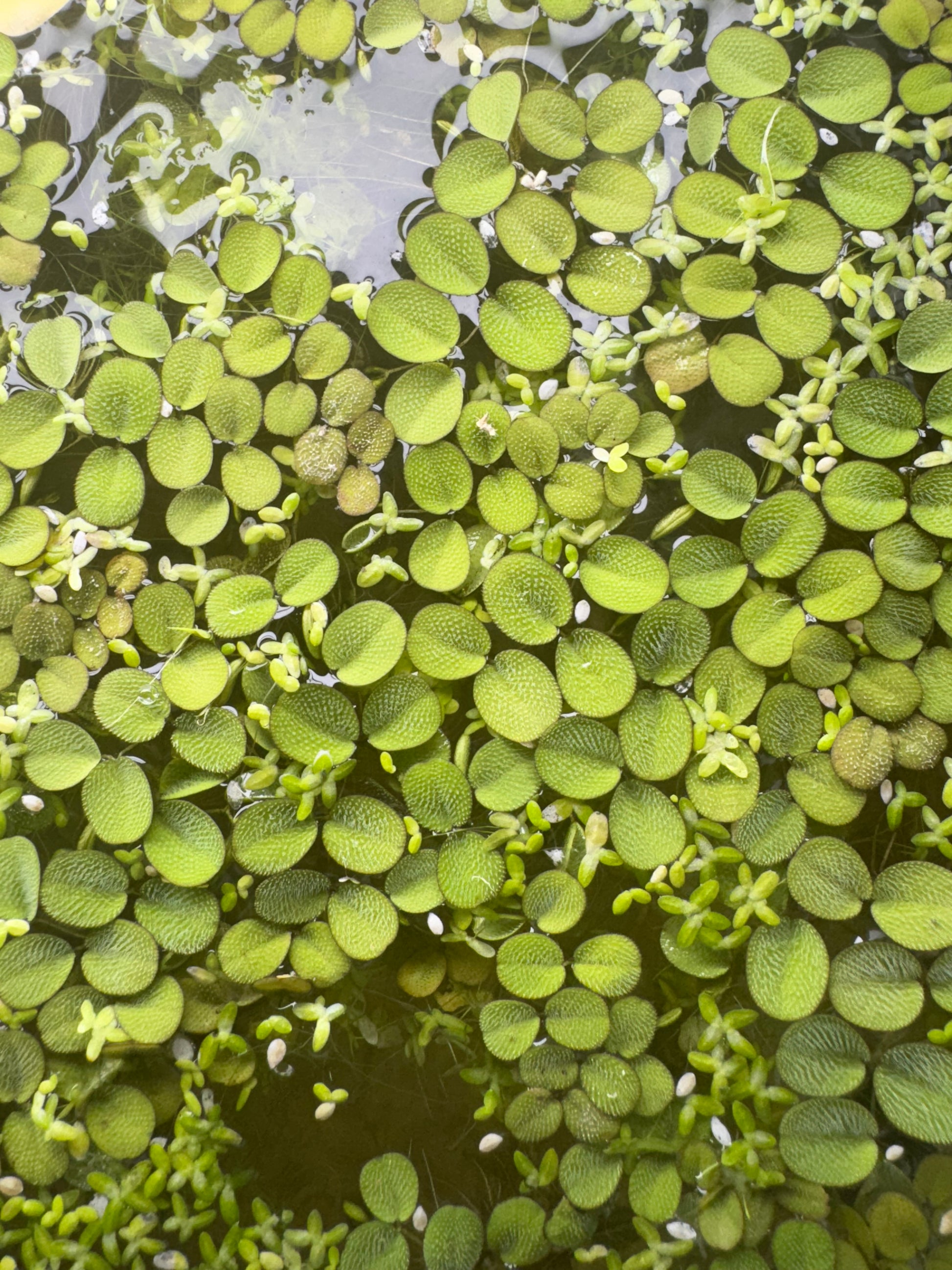 Top view of Salvinia and Duckweed floating on the water’s surface. The image shows clusters of textured oval Salvinia leaves mixed with tiny round Duckweed, forming a dense and natural floating plant layer ideal for aquariums or ponds.
