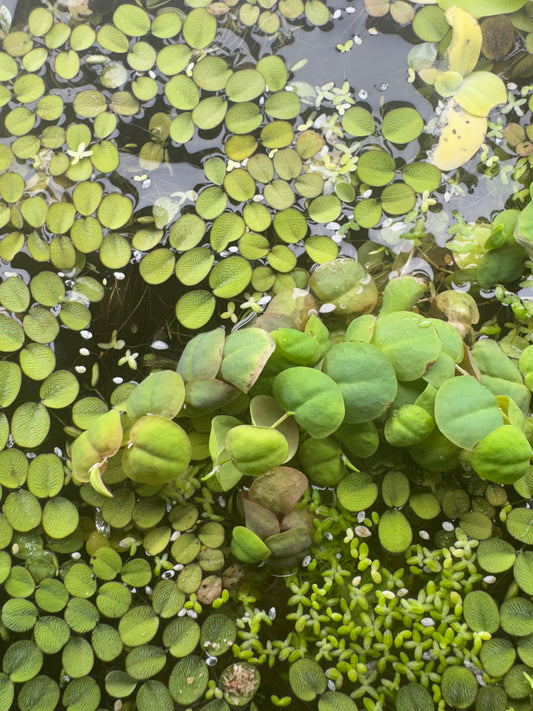 Top view of a mixed group of Red Root Floater, Salvinia, and Duckweed floating on the water’s surface. The image shows the reddish-green oval leaves of Red Root Floaters, textured green Salvinia, and tiny round Duckweed forming a natural, layered aquarium plant mix.