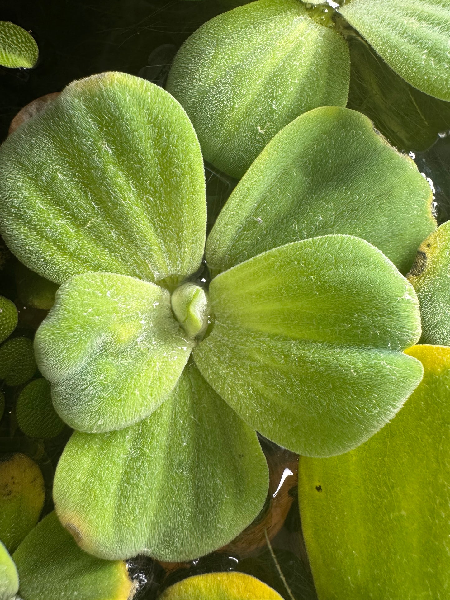 Close-up of a healthy Water Lettuce plant with soft velvety green leaves floating on the aquarium surface.